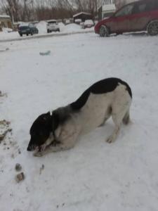Пропала собака Село Чесноковка 1580448858501.jpg